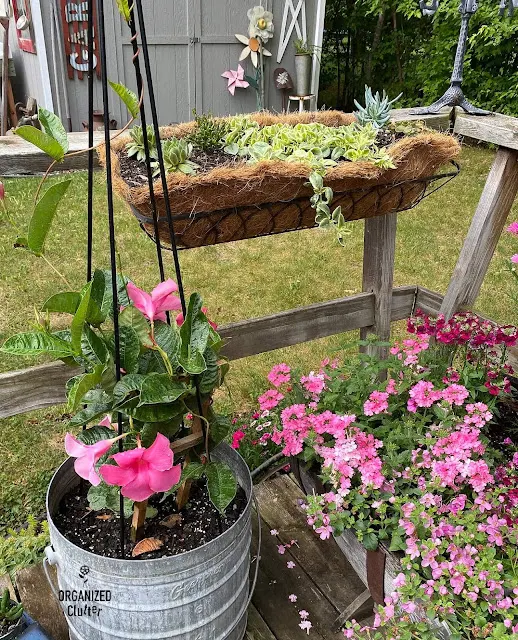 Photo of a mandevilla vine in June.