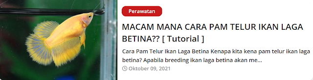 cara pam telur ikan laga betina