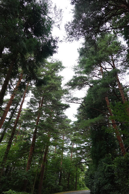 鳥取県西伯郡伯耆町丸山　赤松の森道