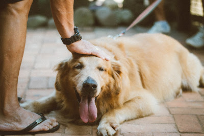 Man loving and touching Golden Retriever