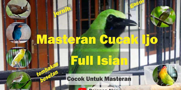 Masteran Cucak Ijo Full Isian Tembakan Durasi Panjang