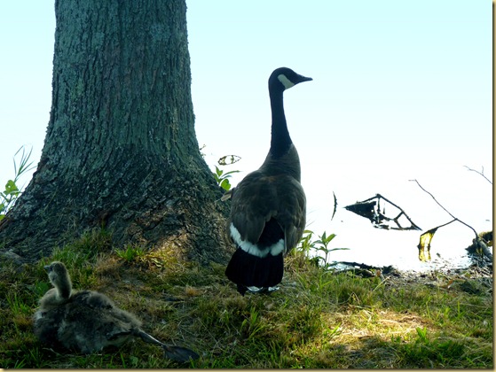 2012-05-20 - IL, Johnston City - Arrowhead Lake Hike (14)