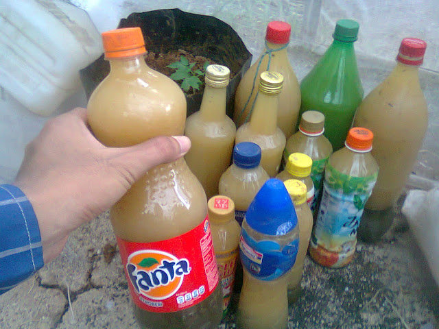 Botol-Botol Minuman Berisi Larutan POC Berbahan Dasar Tanaman Kipahit