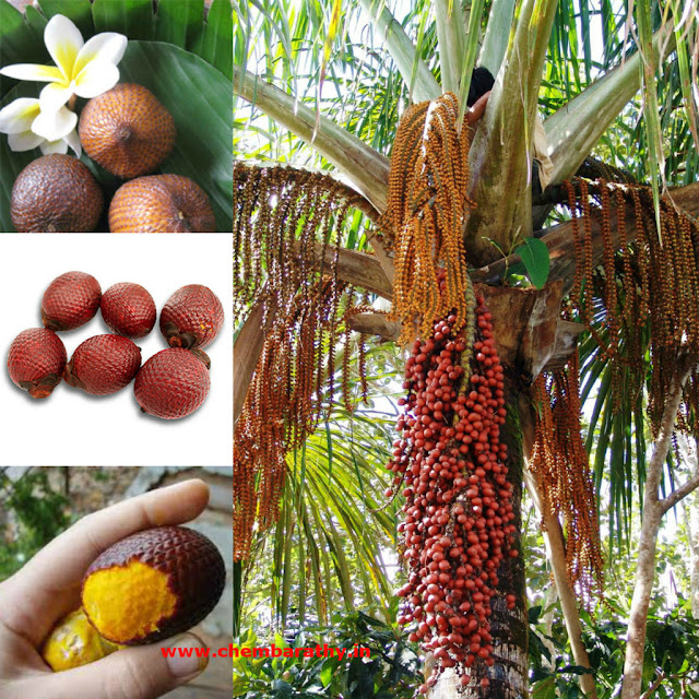  Benefits Of Aguaje Fruit 