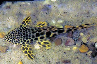 Ikan sapu-sapu jenis Big Spot Hypostomus