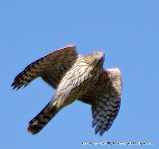 Cooper's Hawk, Immature