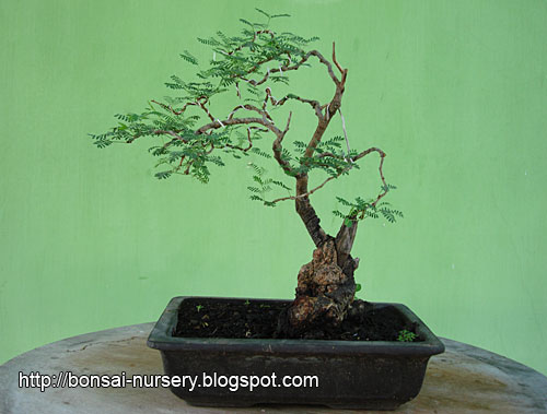 Arabicum sp