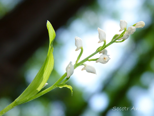 Cephalanthera erecta