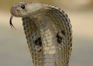 Surto de coronavírus na China é causado por cobras