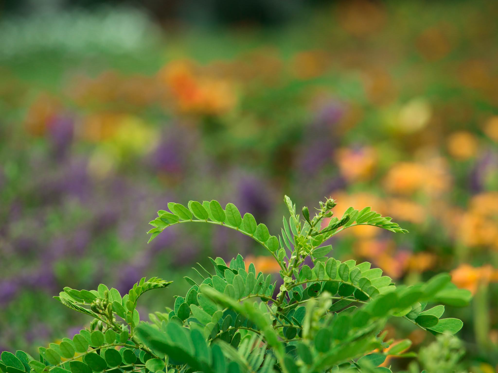 Green leaves