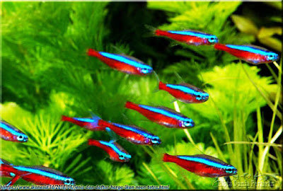 Jenis Ikan Neon Tetra (Paracheirodon innesi)