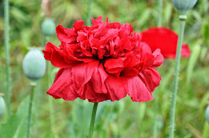 The Ruffly Red Poppy