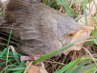 Jungle babbler bird pakistan