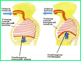 materi pelajaran kelas 5 sd tema 2 subtema 1 pembelajaran 5 gerakan otot diafragma saat bernapas