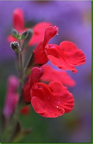 Salvia_roemeriana