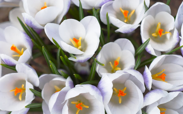 Flores Blancas - White Flowers