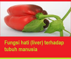 Fungsi hati (liver) terhadap tubuh manusia