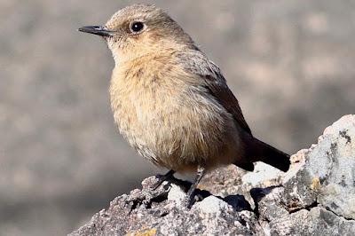 "Brown Rock Chat (Oenanthe fusca) perched on a rock. Small, brown bird with a pale throat and distinctive markings on its wings."