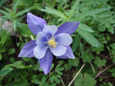 Beautiful flower, Colorado columbine