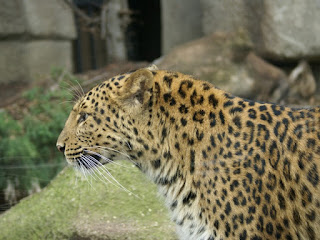 Panthère de Chine du Nord - Panthera pardus japonensis