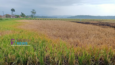 Diserang Wereng, 80% Lahan Pertanian Gagal Panen