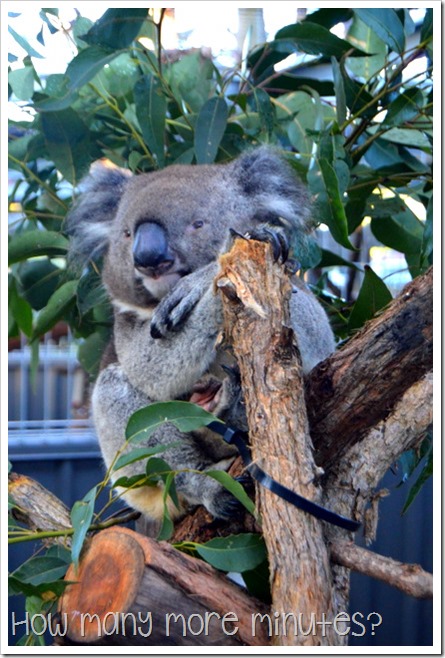 The Koala Hospital at Port Macquarie | How Many More Minutes?