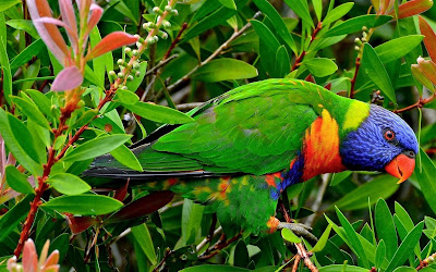 Latest Colorful Parrot HD desktop wallpapers