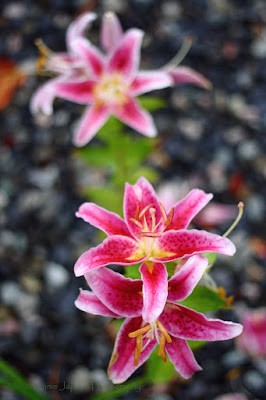 lilies in the garden