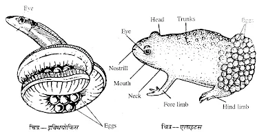 एम्फिबिया में पैतृक लक्षण | Parental Care in Amphibia in Hindi