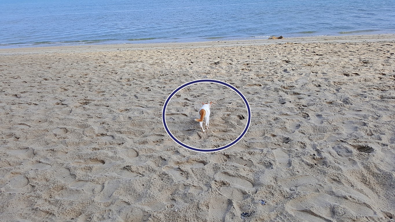 cat at Batu Ferringhi Beach, Georgetown, Penang, Malaysia