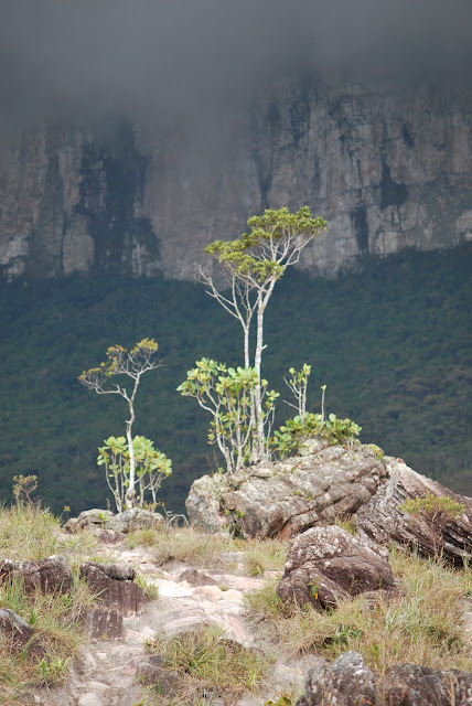 Roraima