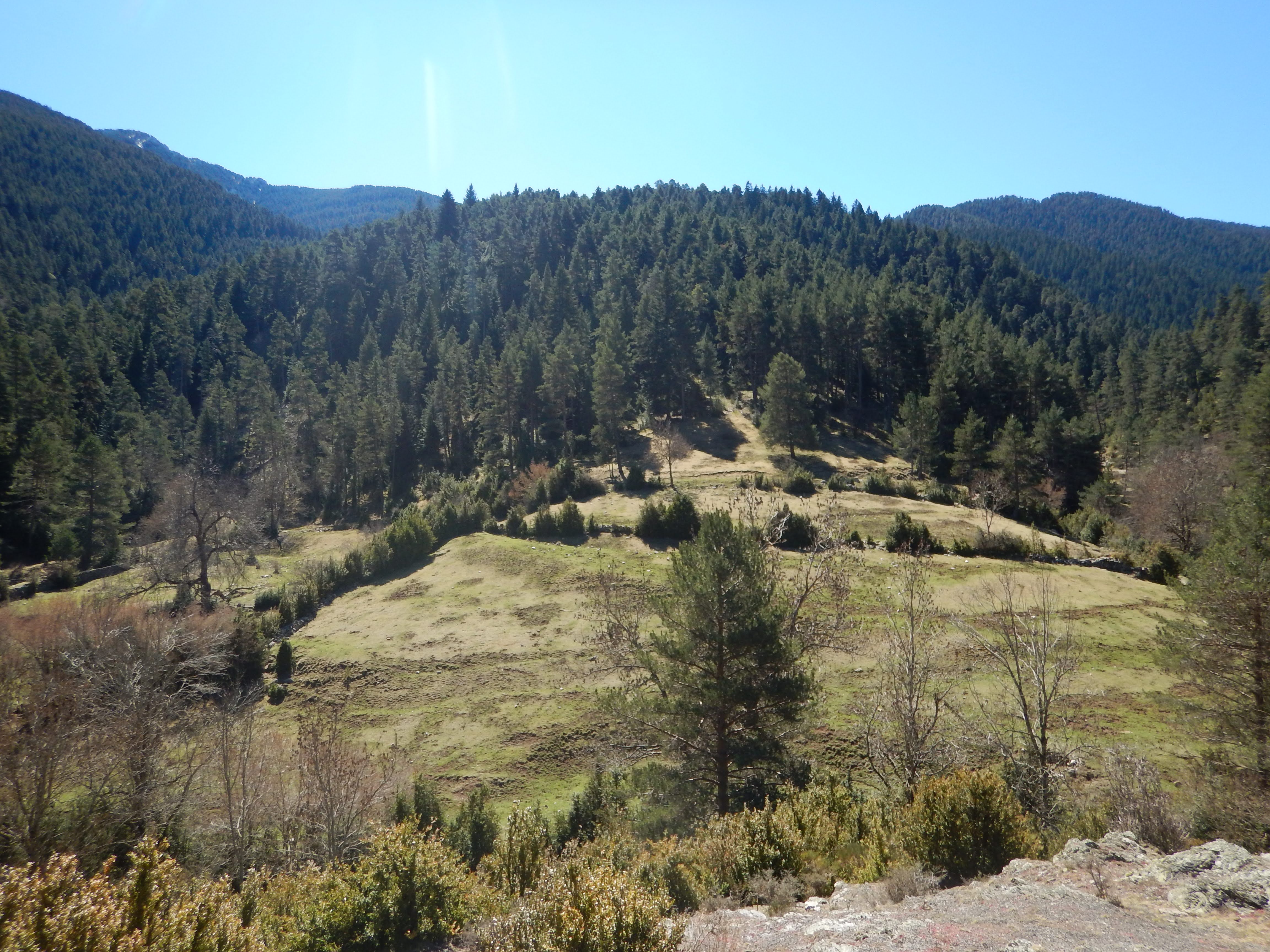 Avetosa de Riu de Cerdanya