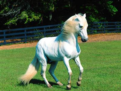 Beautiful Lovely White Horse - White Horse Wallpaper
