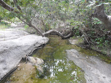 Olho D'agua dos Bois