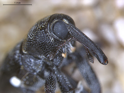 Fijian baridine weevil