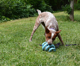 Durable rubber spring coil tug toy for dogs