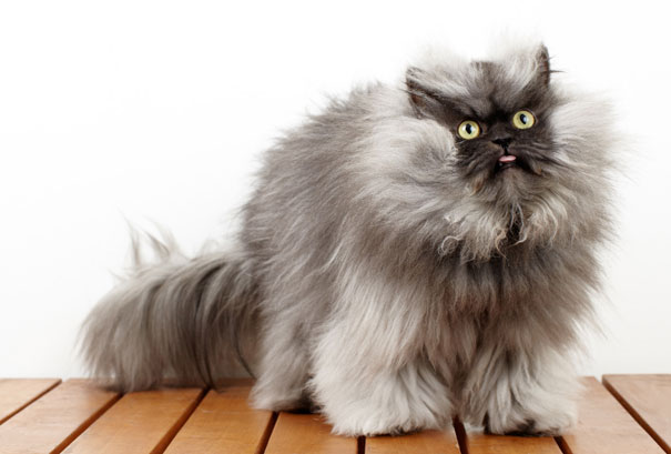 Colonel Meow, The Holder Of Guinness World Record For Longest Cat Hair-1