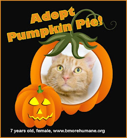 Pumpkin frame graphic with orange tabby cat