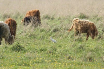 Feereager - Koereiger - Bubulcus ibis