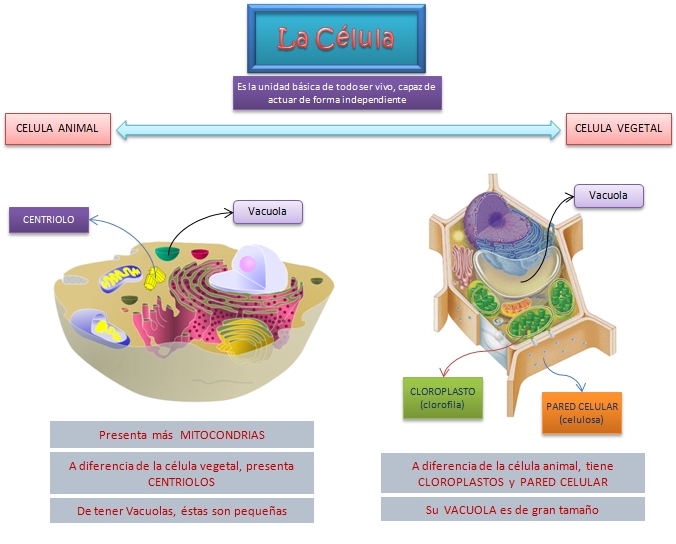celula vegetal e animal. Célula Animal y Célula Vegetal