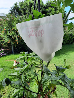 Tomato plant with protective paper bag over fruit