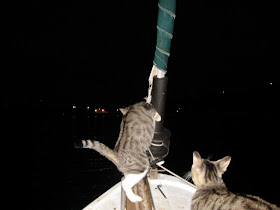 Cats love the night