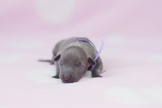 Italian Greyhound puppy