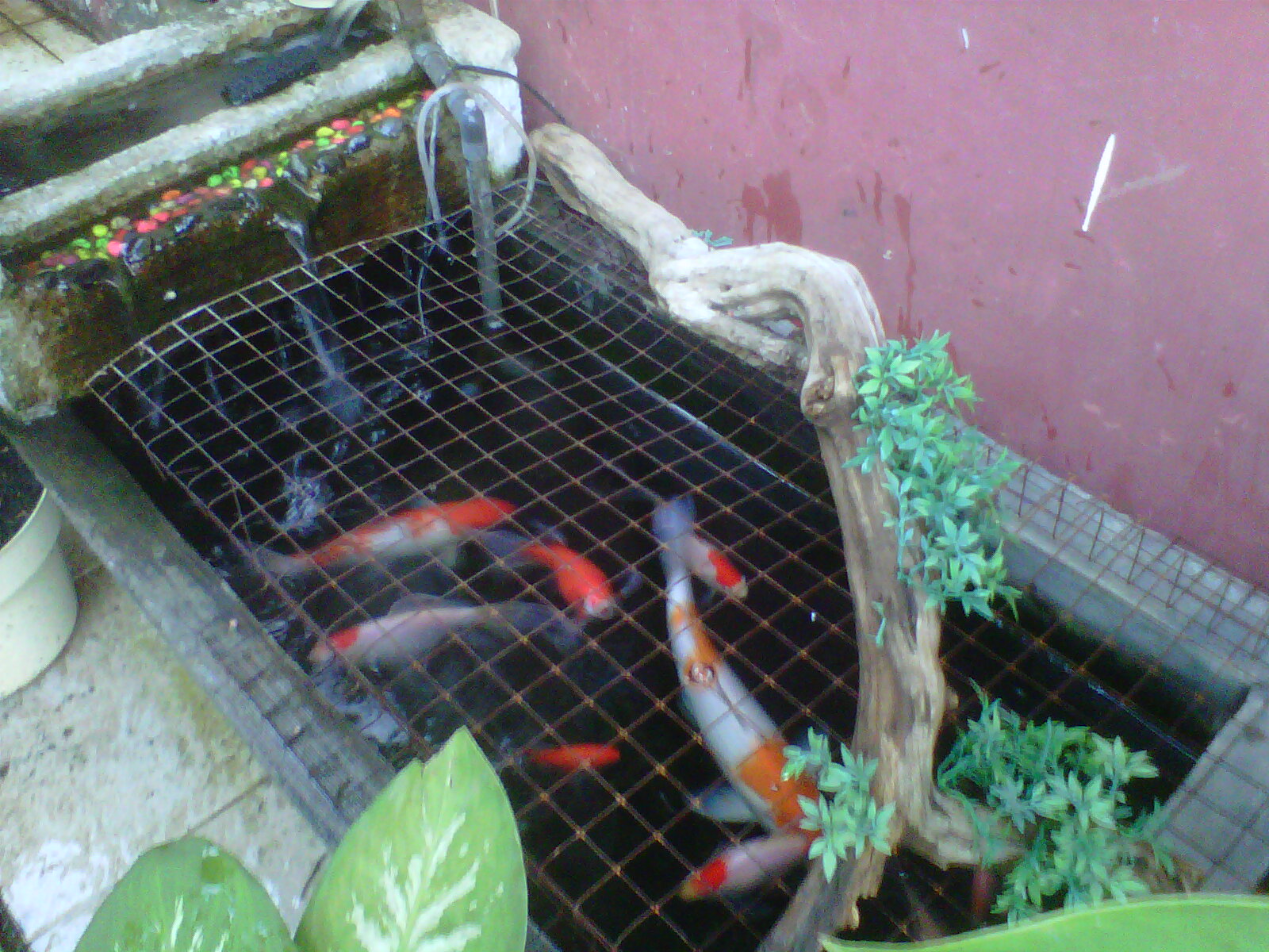 The Buldani Membuat Kolam Ikan