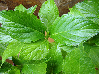 Hortensia (Hydrangea macrophylla (Thunb.) Ser.).