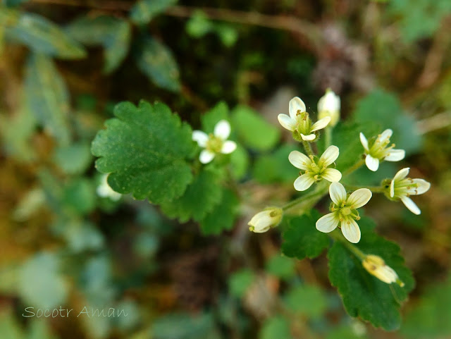 Cardamine tanakae