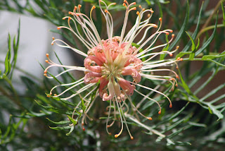 Grevillea