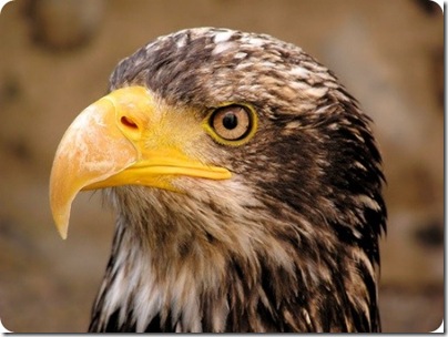 aves divertidas (14)