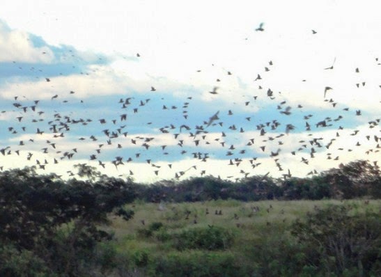 Aves arribação invadem a região do Cariri Paraibano