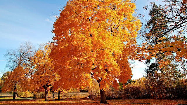 Autumn big Trees HD Wallpaper
